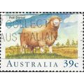 AUSTRALIA, MAMMALS, Poll Dorset Sheep, yellow 1...