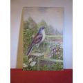 WHITE THROAT by George Rankin unused postcard b...