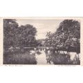 The Pond Shanklin Isle of Wight Postcard (IOW71...