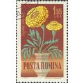 ROMANIA, FLOWER, French Marigold, Tagetes erect...