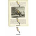 Trondhjem (Trondheim) Fiord, Norway, Book Illus...