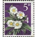 NEW ZEALAND, FLOWER, Mountain Daisy, Celmisia c...