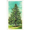 Trees in Britain 1966 Brooke Bond Tea Card 1 - ...