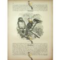 Laughing Jackass, Natural History Book Illustra...