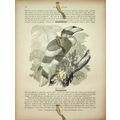 Great Hornbill, Natural History Book Illustrati...