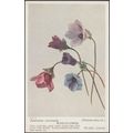 Wind-Flower - Anemone Coronaria - Ranunculaceæ,...