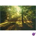 GB Postcard - A New Forest glade - Hampshire