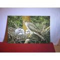 SPARROW-HAWK unused postcard by J Salmon birds ...
