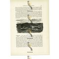 Greenland Whales, Animal Book Illustration (Pri...