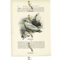 Gannet, Animal Book Illustration (Print), c1916