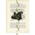 Walrus, Animal Book Illustration (Print), c1916