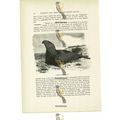 Northern Sea Elephant, Animal Book Illustration...