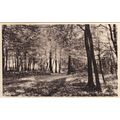 Rectory Wood Amersham Buckingham Postcard (BU75...