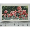 1938 Gallaher's Garden flowers No. 14 Carnations