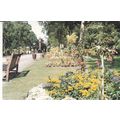 Crewe Queens Park Cheshire Postcard used VGC