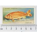 1933 Players Fresh-water Fishes, pink back No. ...