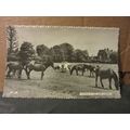 PONIES IN THE NEW FOREST used vintage postcard ...