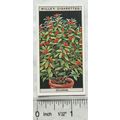 1925 Wills Flower Culture in Pots No. 44 Solanum