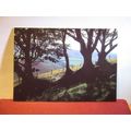 BEECH HEDGE, HIGH MOOR, DEVON unused postcard. ...