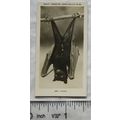 1926 Pattreiouex Real Photos Animals No. CA45 -...
