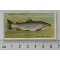 1933 Players Fresh-water Fishes, pink back No. ...