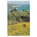 A Flower Field St Mary's Isles of Scilly Postcard 982