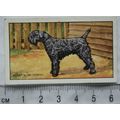 1936 Gallaher Dogs 1st Series No. 48 The Kerry ...