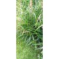 28" Weeping Sedge Carex Pendula Hardy Perennial...