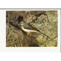 Birds GREY WAGTAIL Postcard by Dixon (KFB/23026)