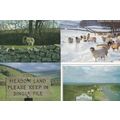 Yorkshire Dales Sheep Signpost Single Line Wint...