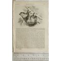 1845 The Penny Magazine No. 840 sloth Zoo, Thom...