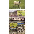 Yorkshire Dales Sheep Farming 3x SUPERB Postcard s