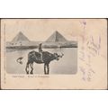 Boeuf et Pyramides, Suez Canal, 1903 - Grammati...