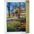 King's College Spring Flowers, Cambridge, Engla...