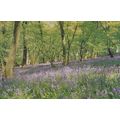 Bluebells Flower Much Hadham Hertfordshire Vill...
