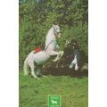 Horse Yugoslavia Equestrian Olympic Games Prepa...