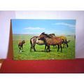 NEW FOREST PONIES, unused vintage postcard PT27...