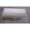 1923 fr Judges Postcard - Dartmoor Ponies - Devon