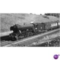 60109 HERMIT @ BROOKMANS PARK 62