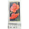1923 Wills, Wild Flowers No. 29 Common Poppy
