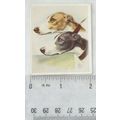 1939 Godfrey Phillips Our Dogs No. 19 The Greyh...