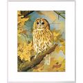 Tawny Owl Mounted Bird Picture Print White Moun...