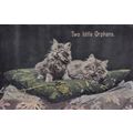 Cat Kitten Two Little Orphans Antique Real Phot...