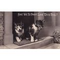 Sad Kittens Parting To New Owners Antique Cat R...