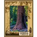 Sequoia National Park with Tree's Laser Engrave...