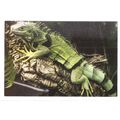 GREEN IGUANA unused postcard =