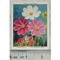 1939 Wills Garden Flowers New Varieties 2nd No....