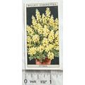 1925 Wills Flower Culture in Pots No. 20 Cytisu...