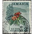 JAMAICA, FLOWER, Blue Mahoe, Hibiscus elatus, g...