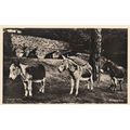 Donkeys Christchurch Castle Postcard Unused VGC